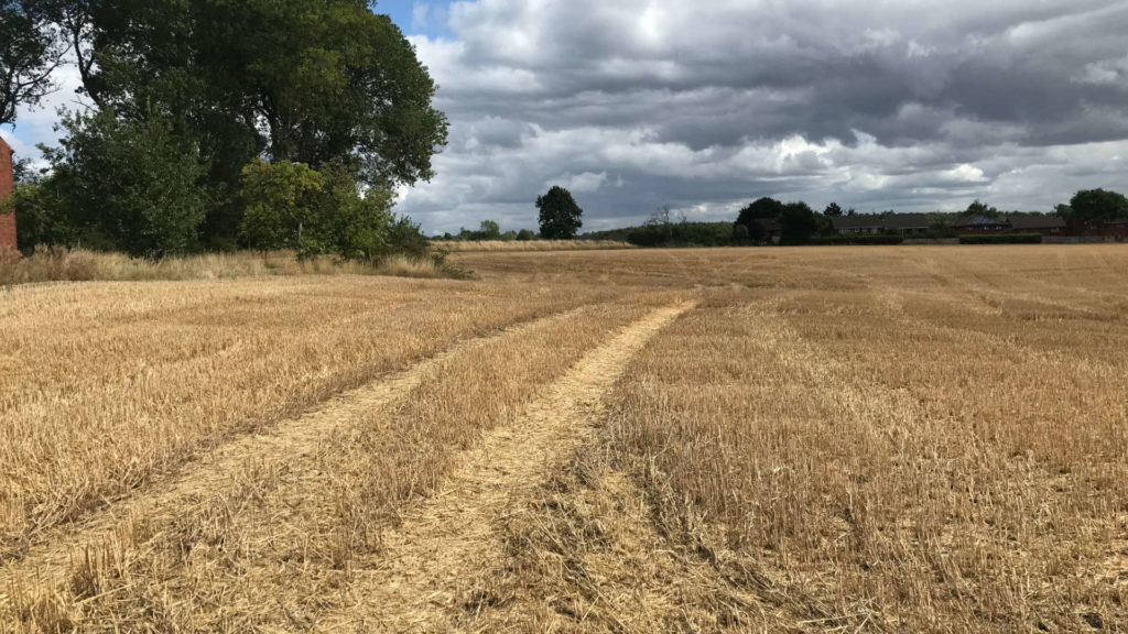 fields at florida farm 